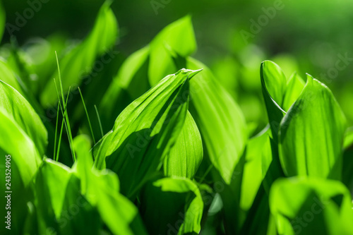 leaves of lily of the valley. natural spring  summer  background  picture with soft focus