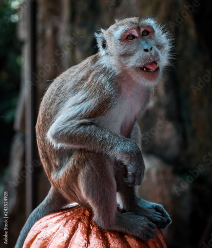 Photography Imagen de un mono sonriendo a la cámara en las escaleras de Batu Caves en Kuala