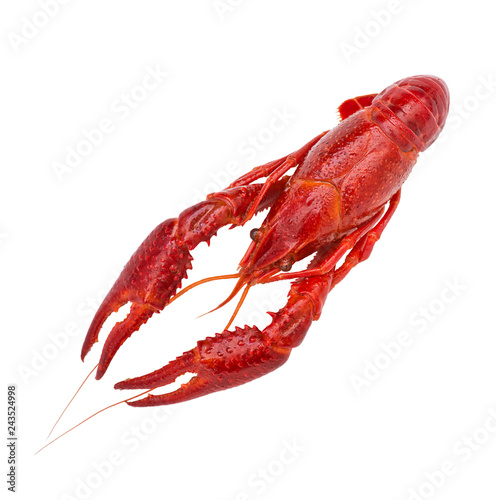Fresh boiled red crayfish, isolated on white background photo