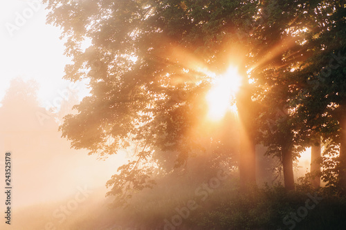 beautiful natural (summer) background. the sun's rays pass through a tree and fog