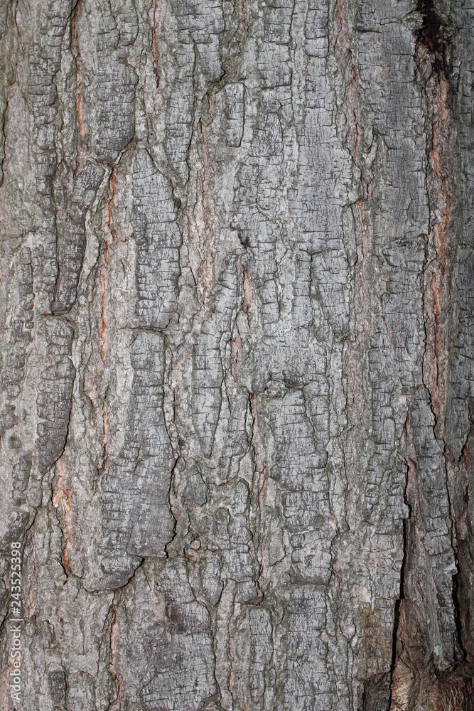 Fototapeta premium bark background