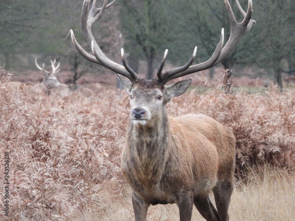 red deer in the forest red deer in the forest