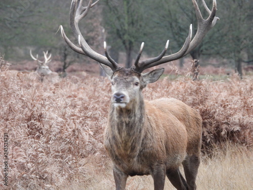 red deer in the forest