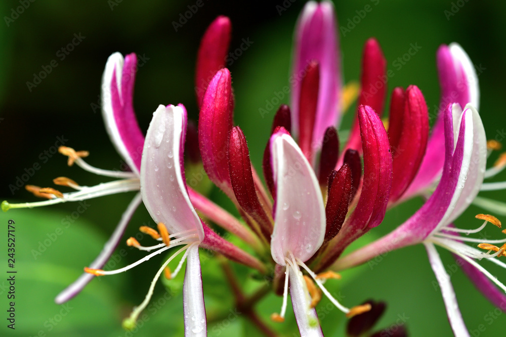 Fototapeta premium Bliska kwitnące kwiaty w letnim ogrodzie