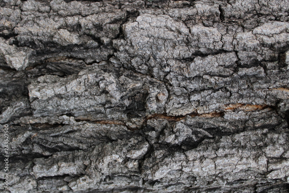 Background bark