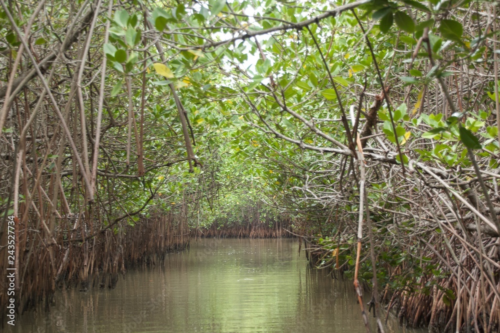 Mangrove Forest