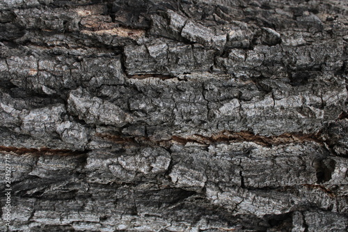 Background bark