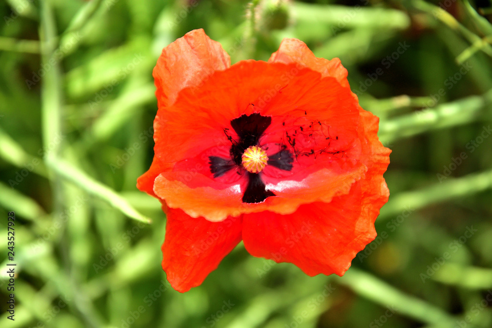Close up blooming flowers colours in summer garden Close up blooming flowers colours in summer garden