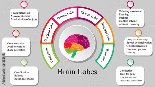 Brain lobes vector illustration. Human brain infographic vector. Brain lobes functions 