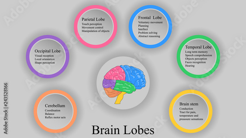 Brain lobes vector illustration. Human brain infographic vector. Brain lobes functions 