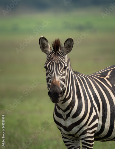 Zebra portrait