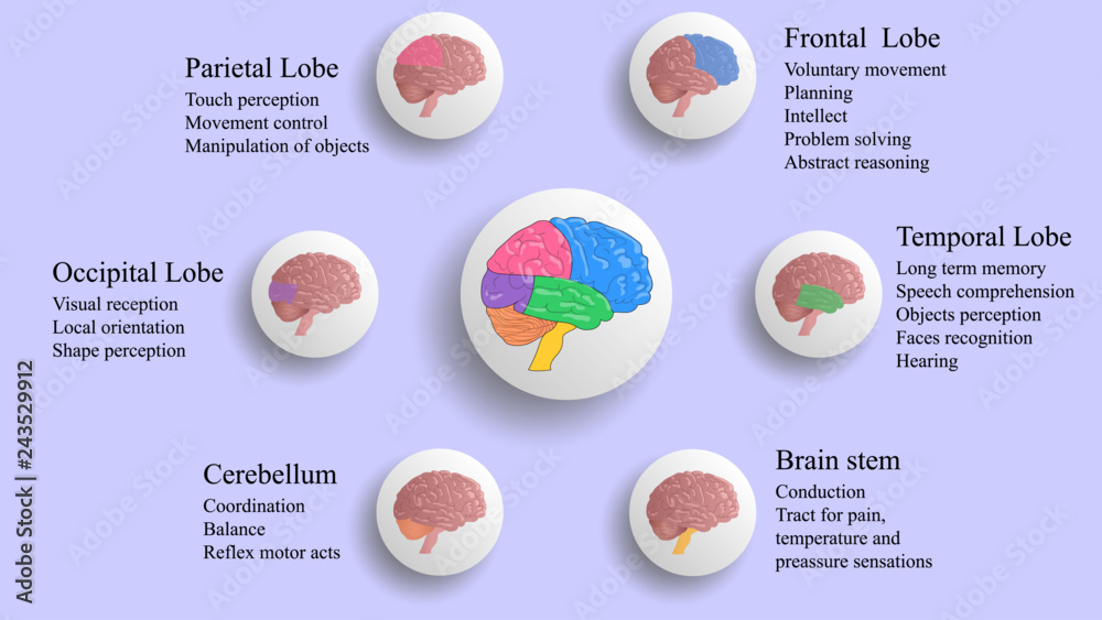 Lobe Functions Brain lobes vector illustration. Human brain infographic vector. Brain ...