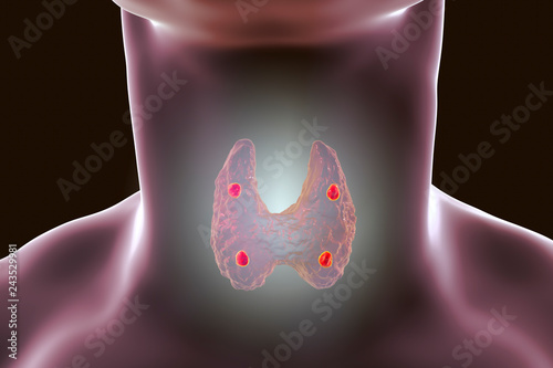 Parathyroid glands and thyroid gland anatomy, 3D illustration photo