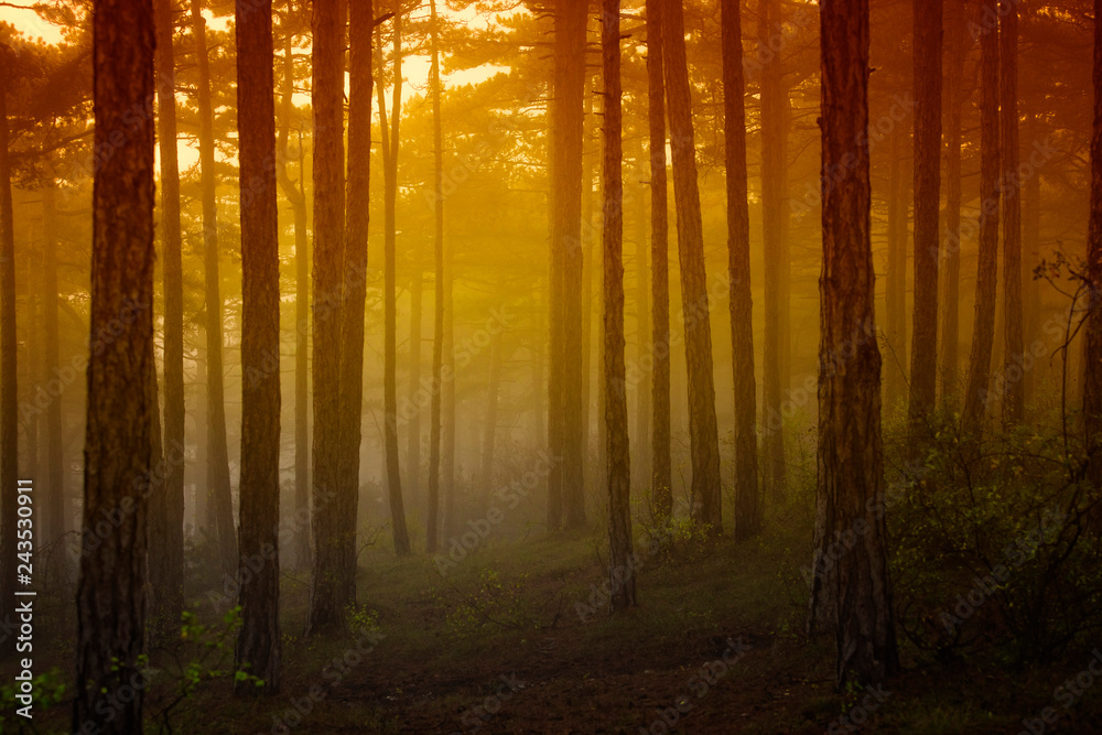 Naklejka premium misty forest at sunrise time 