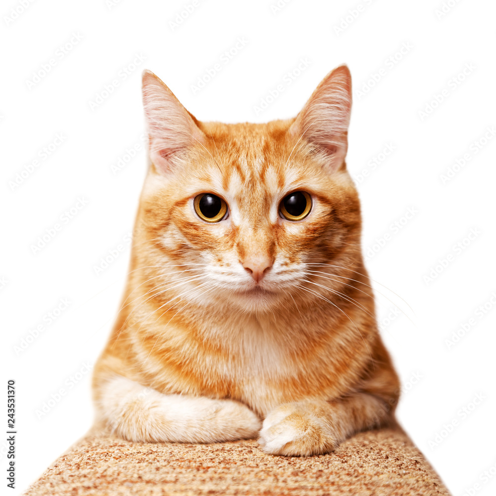 Closeup portrait of ginger cat lying folded front paws and looking directly at the camera isolated on white background. Shallow focus.