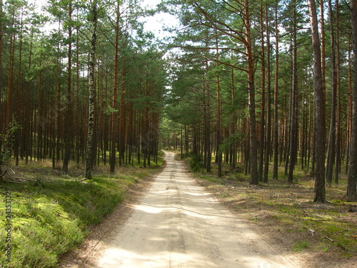 Piaszczysta droga przez kaszubski sosnowy las, Polska, powiat  Dziemiany photo