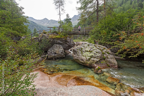 Among the coniferous vegetation, the impetuous waters of the river flows among the stones, in the verdant Valle Quarazza, on the slopes of the Monre Rosa in Piedmont, Italy. photo