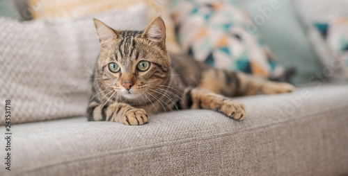 Fototapeta Naklejka Na Ścianę i Meble -  Beautiful short hair cat lying on the sofa at home