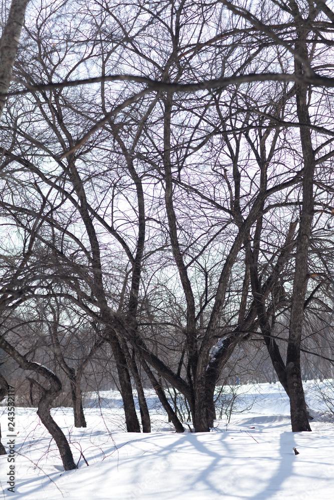 naked trees in a park in winter