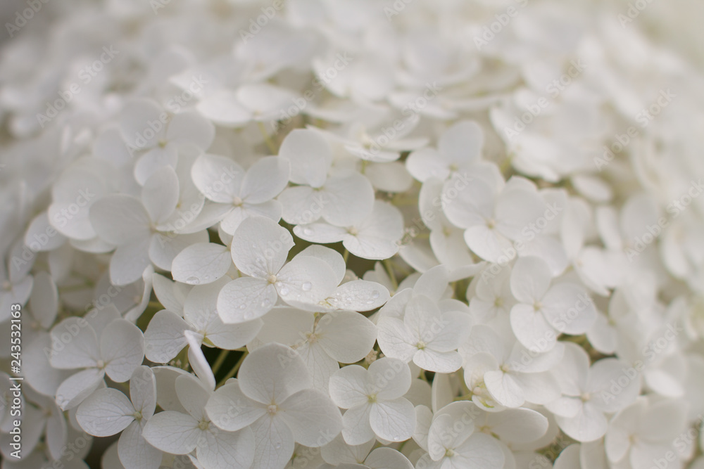 white flowers in a greenhouse are blossominjg white flowers in a greenhouse are blossominjg