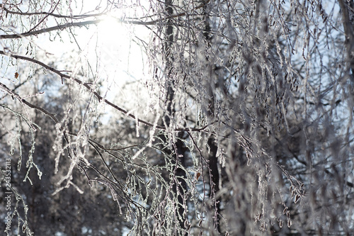 Wallpaper Mural frost covered branches of birches outdoors Torontodigital.ca