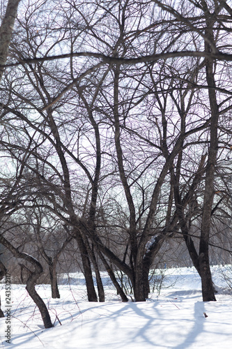 naked trees in a park in winter