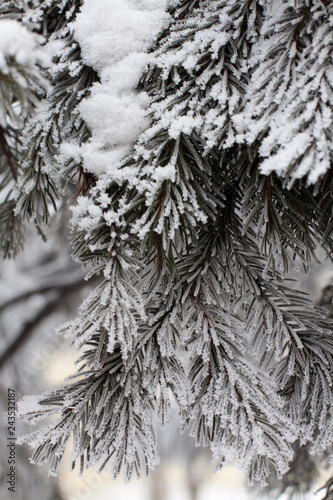 Branch of a pine tree after a snowfall in a cold weather