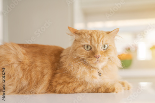 Beautiful ginger long hair cat lying on kitchen table on a sunny day at home © Krakenimages.com