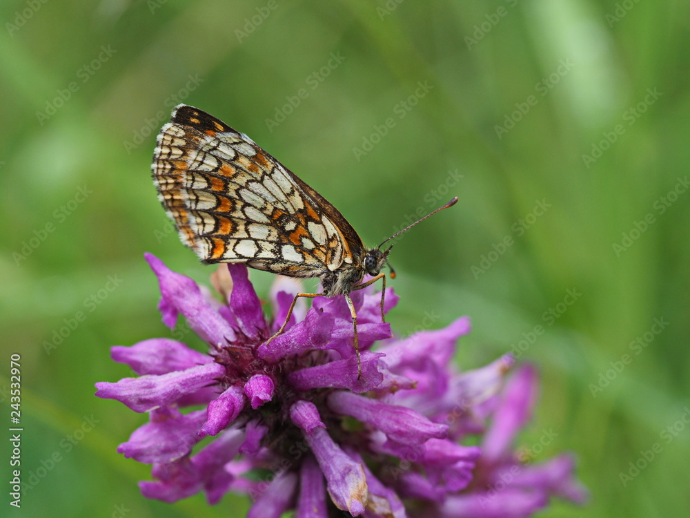 weiß orange brauner Schmetterling auf violetter Blüte weiß orange brauner Schmetterling auf violetter Blüte