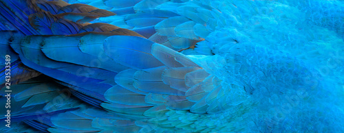 Parrot feathers blue exotic texture