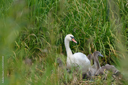 Mute Swan are young  (Cygnus olor)