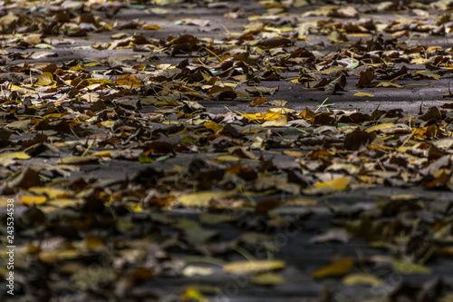 Dry yellow leaves on the floor.