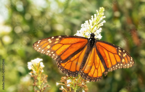 Migrating male Monarch butterfly in autumn, backlit by sun, feeding on a white Buddleia flower cluster © pimmimemom