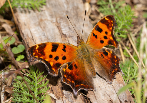 Photography Polygonia comma, eastern Comma butterfly sunning on a piece of wood on a late au