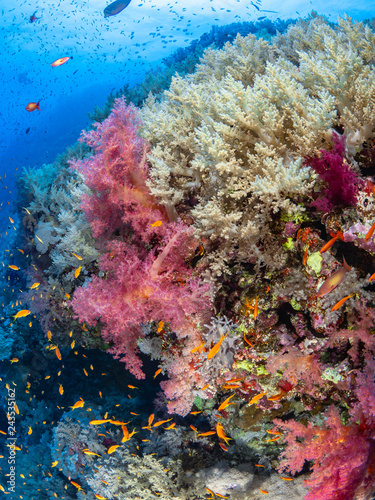 Coral Reef © Sascha Caballero