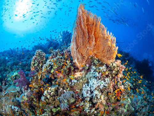 Red Sea Corals photo