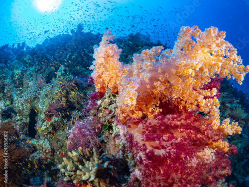 Red Sea Corals © Sascha Caballero