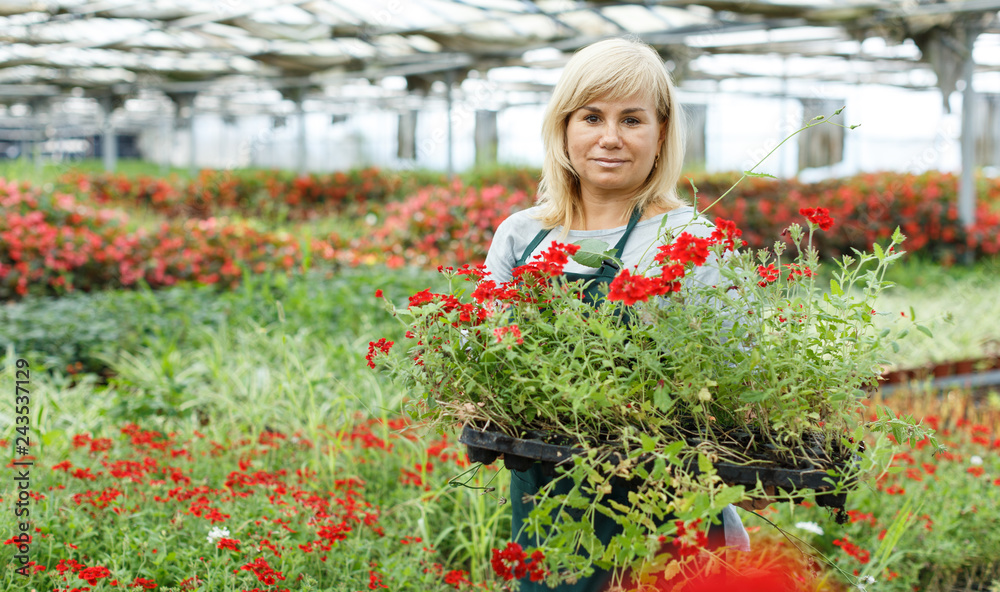 Woman florist holding crates with vervena plants while gardening in greenhouse