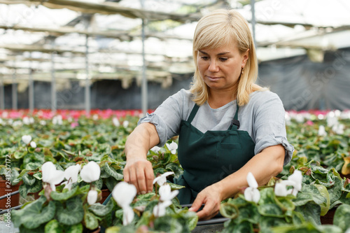 Mature female gardener working with cyclamen flowers in greenhouse