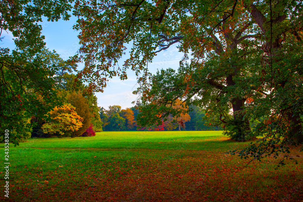 Naklejka premium Picturesque park with old trees