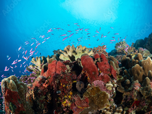 Fototapeta Naklejka Na Ścianę i Meble -  Christmas Island Underwater