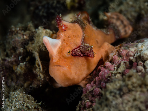 Anglerfisch / Frogfish photo