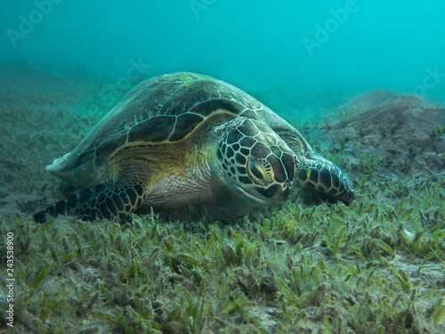 Schildkröte photo