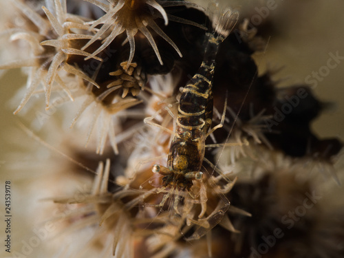 Garnele photo