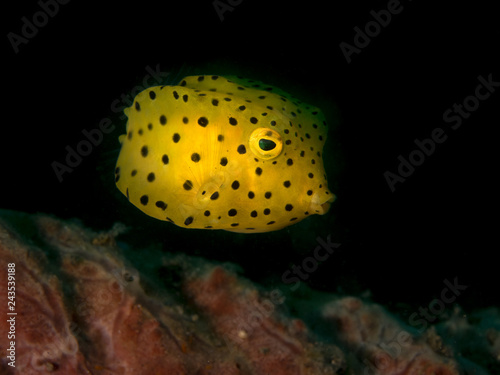 Kofferfisch, Igelfisch, gepunktet gelb schwarz photo