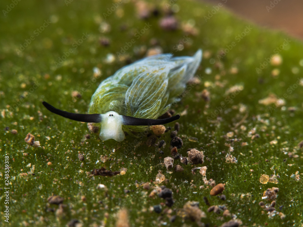 Obraz premium Blattschafschnecke