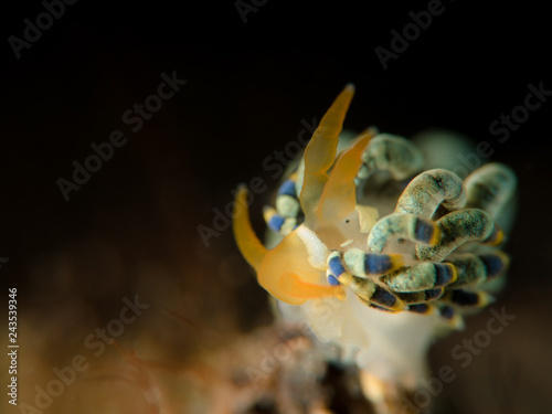 Nudibranch photo