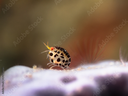 Ladybug photo