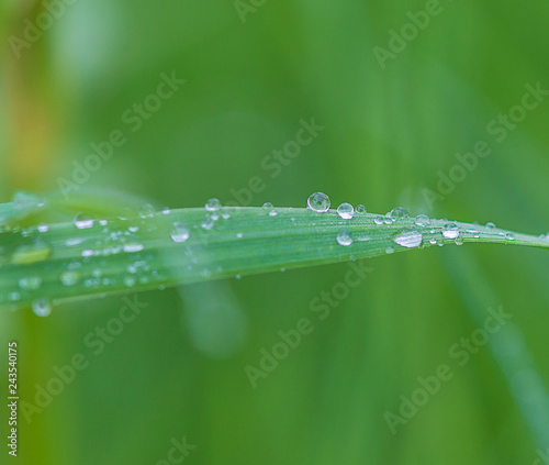 Beautiful spring grass background with waterdrops