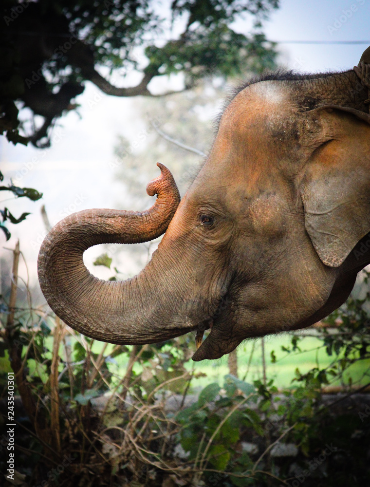 Fototapeta premium Beautiful portrait of elephant head